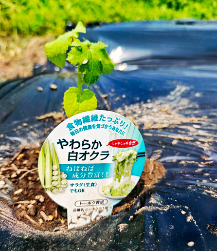 オクラの苗