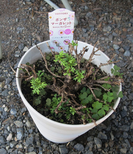 ボンザマーガレット