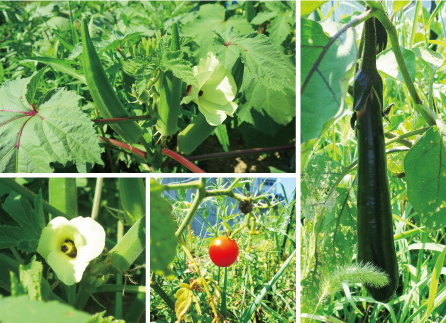 農園部野菜収穫